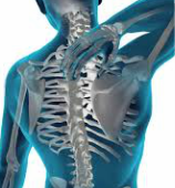Spinal column, chiropractic care